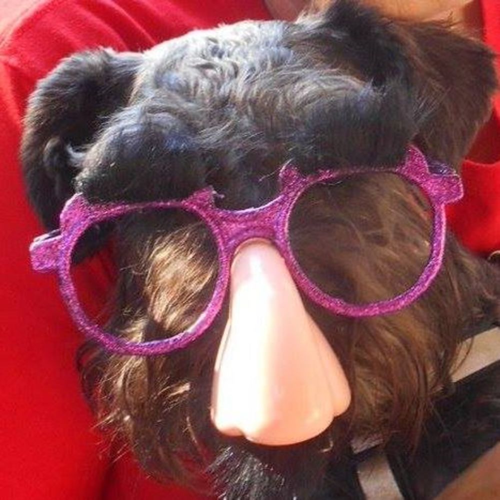 Meet your Posher, Dwight